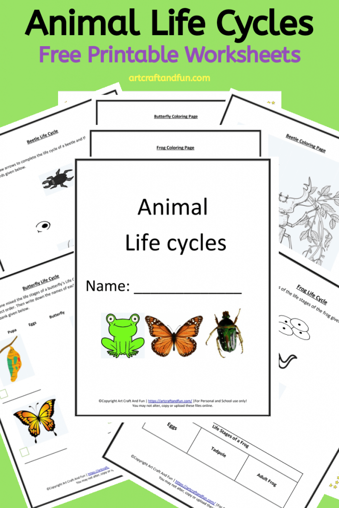 Get Free Printable Animal Life Cycle Worksheets Packet. It contains Frog Life Cycle Worksheet, Butterfly Life Cycle Worksheet and Beetle Life Cycle Worksheets along with coloring pages. #freeprintable #freeworksheets #freeanimallifecycleworksheets #animallifecycleworksheets